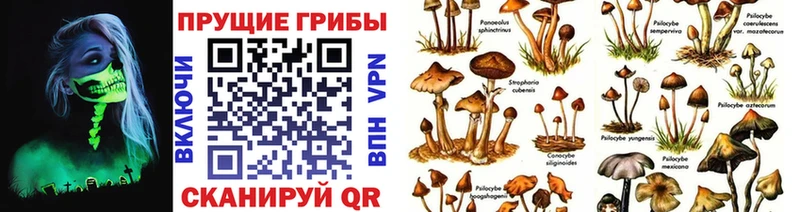 магазин    Ветлуга  Галлюциногенные грибы Magic Shrooms 